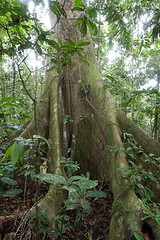 Peru Jungle Spanish Accent
