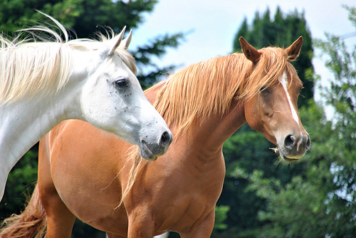 how to say horse in spanish